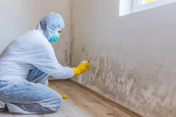 Licensed Black Mold Remediation service in Ashburn, VA - Car Mold Remediation