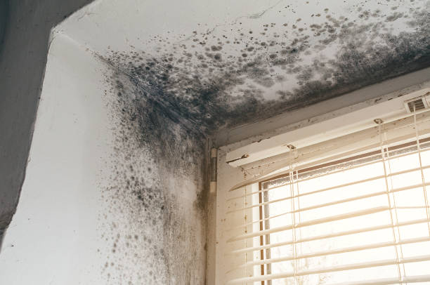 Affordable Black Mold Remediation solutions in Ashburn, VA