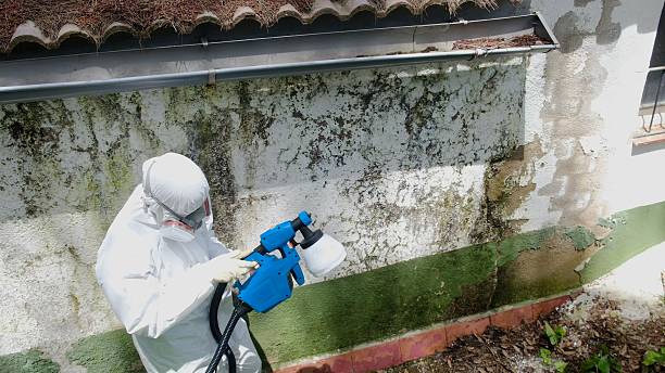 Top rated local Black Mold Remediation specialists in Ashburn, VA